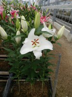 [4483 PO71 O 01 10000-500 No01.JPG]